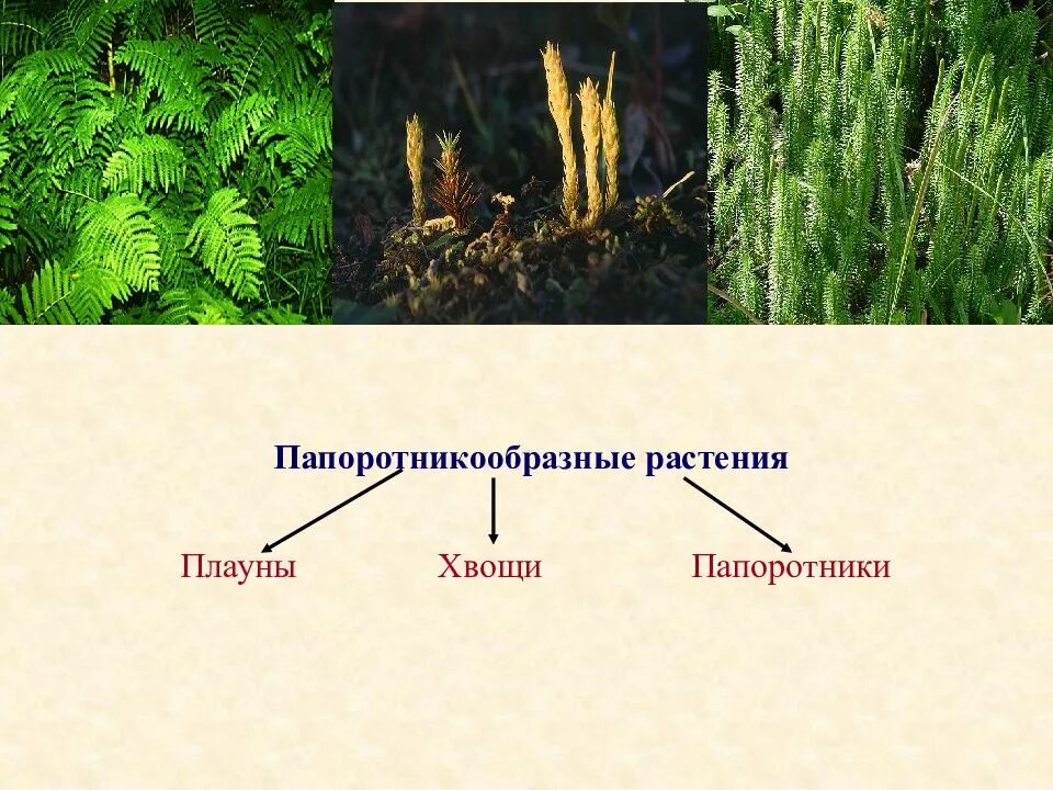 Плауны задания. Плауновидные и Папоротниковидные. Мхи папоротники хвощи плауны. Папоротникообразные плауны хвощи папоротники. Папоротникообразные растения плауны.