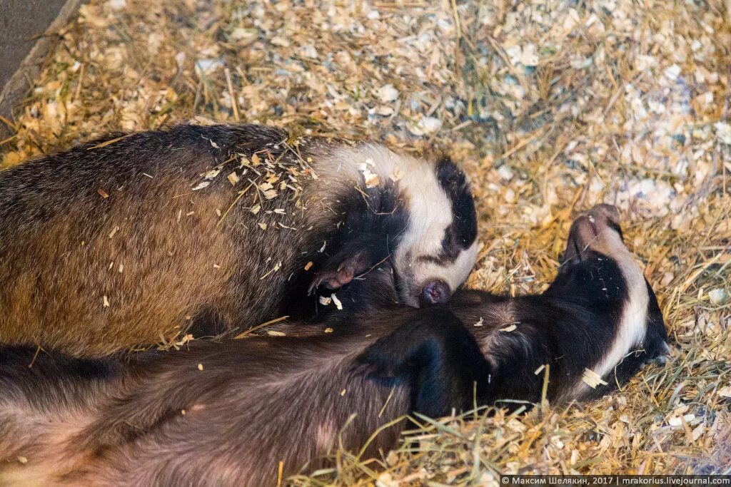 барсук в спячке. нора барсука. зимняя спячка барсука. зимняя спячка барсуков. зимняя спячка барсука.