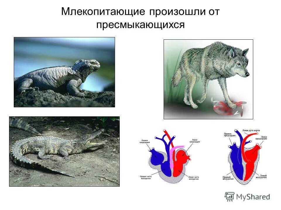 Предки млекопитающих. Современные млекопитающие произошли от. Происхождение млекопитающих. Появление млекопитающих. Млекопитающие произошли от.