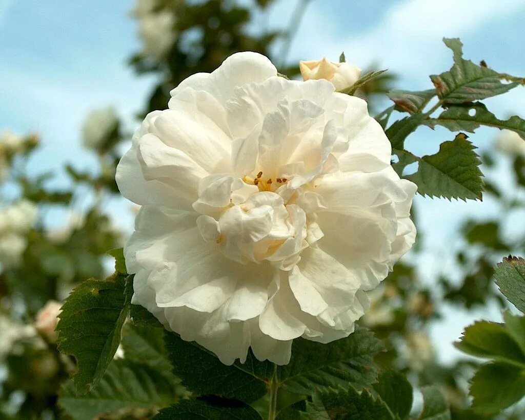 Макс роуз. Max roses. Rosa 'alba semi-plena'. Rose max. Rose max.