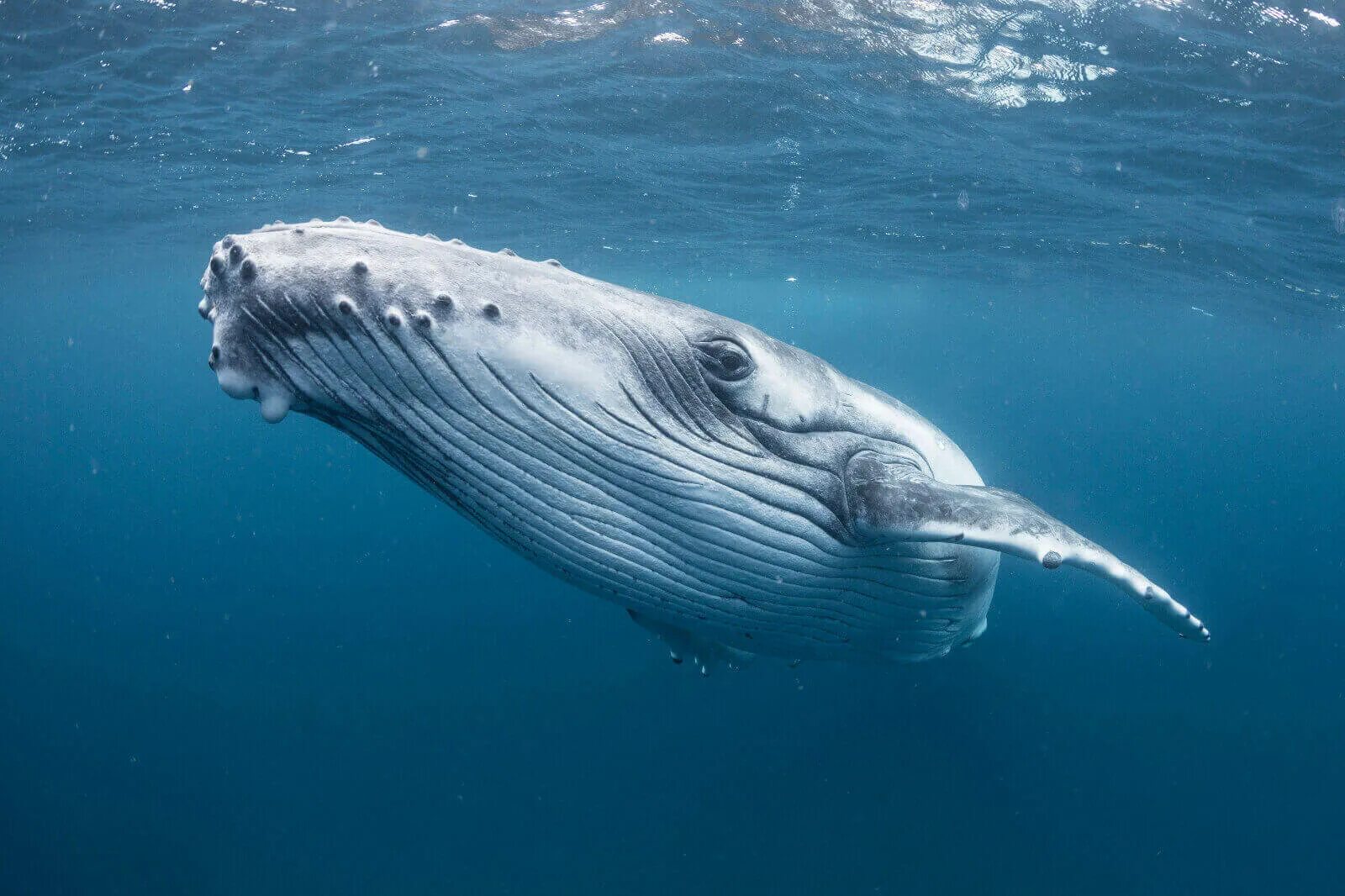 Кит Горбач. Кит полосатик Горбач. Китообразные горбатый кит. Горбатый кит тихий океан.