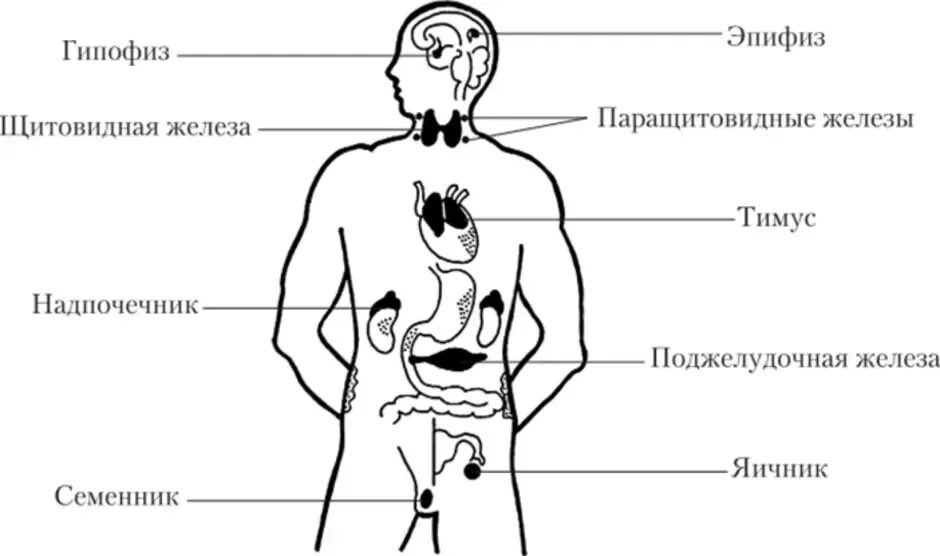 Схема желез внутренней секреции. Схема расположения желез внутренней секреции организма. Схема желез эндокринной системы. Функции эндокринная система железы внутренней секреции. Рисунок эндокринной системы человека