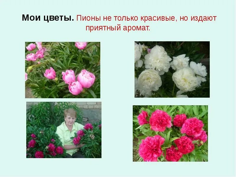 Красивые цветочки для надписей. Мой цветок на русском. Мой цветок на русском. Язык цветов словарь. Здравствуй милый мой цветок.