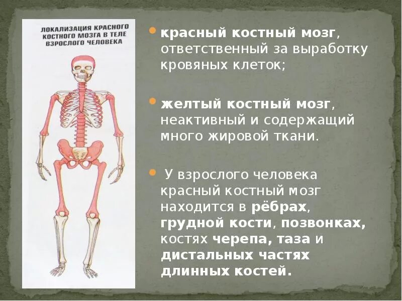Красный мозг костей