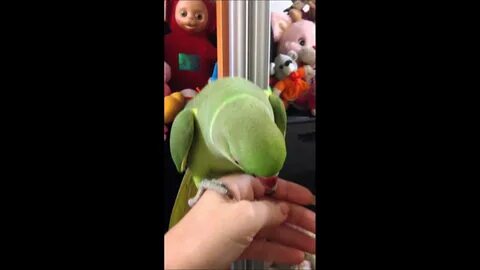 Включи говорящий попугай