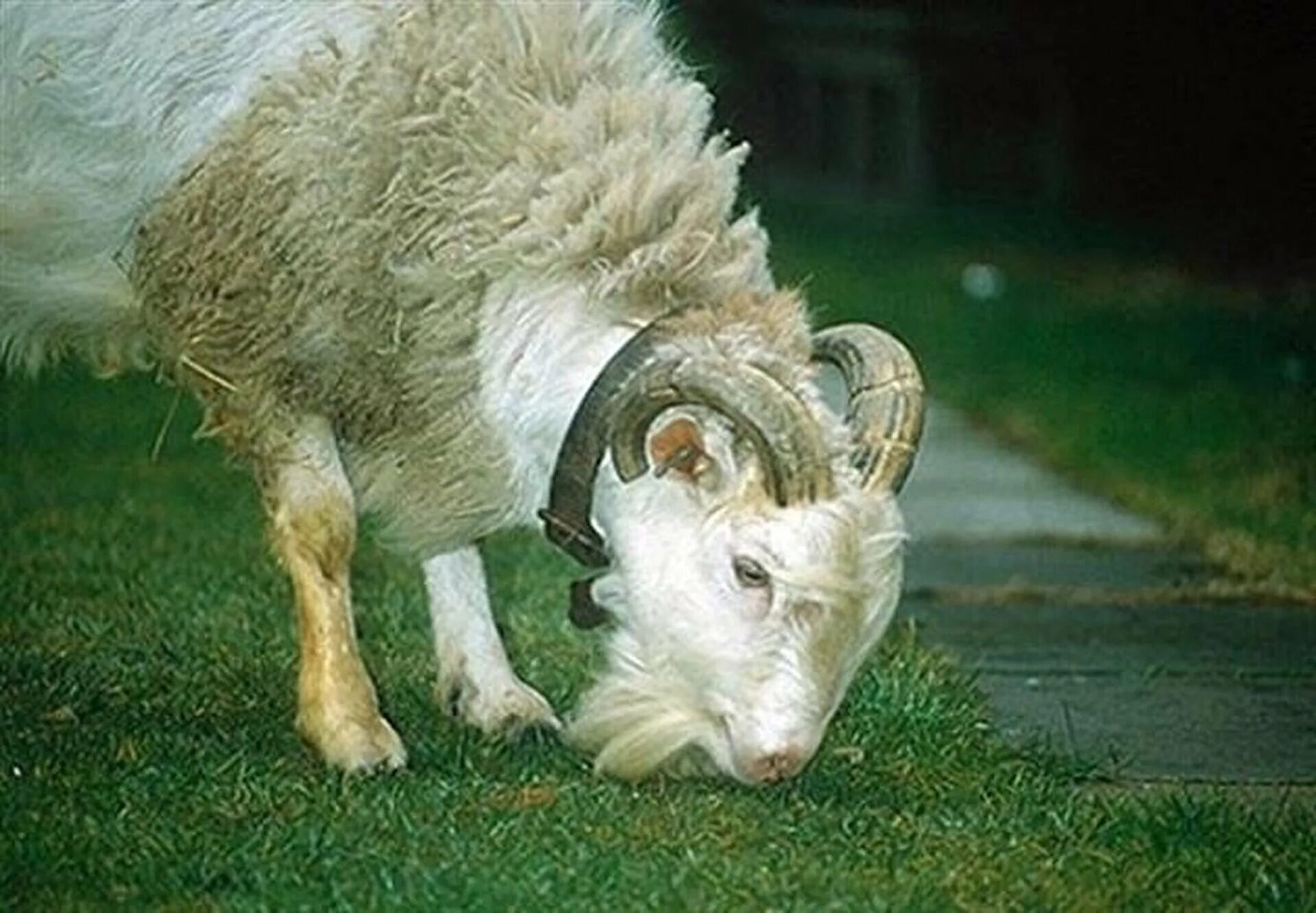 БАЗЛ гибрид барана и козы. Овцекоза гибрид. Химера Овцекоза. Овцекоза гибрид БАЗЛ.