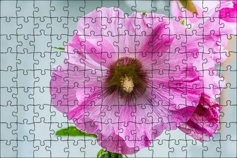 Mallow