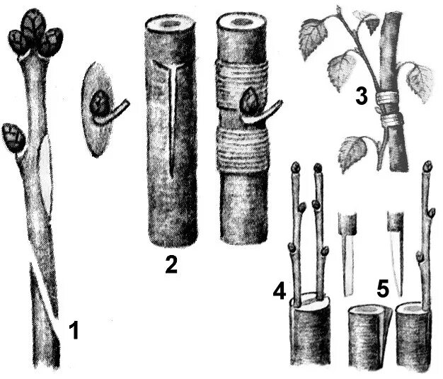 Глазок черенок. Вегетативное размножение прививкой. Прививки способ вегетативного размножения. Прививка растений вегетативное размножение. Способ размножение окулировка.