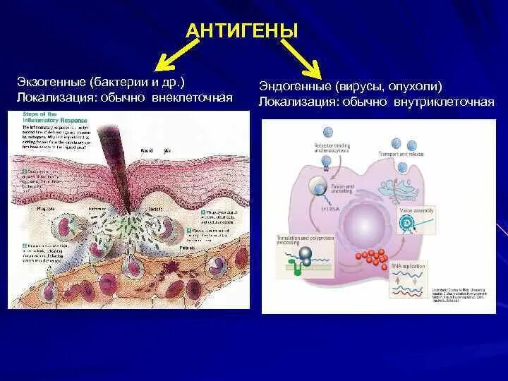 Экзогенные антигены. Эндогенные антигены и экзогенные антигены. Виды экзогенных антигенов. Процессинг эндогенных и экзогенных антигенов.