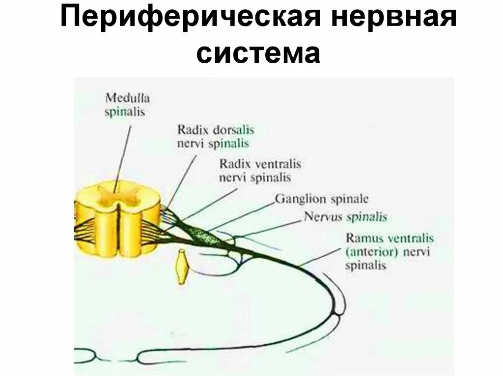 Строение периферической НС. Периферическая НС строение функции. Периферический двигательный нерв. Схема периферической нервной системы. Внутреннее строение нерва