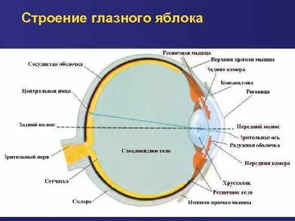 Функции глазного яблока
