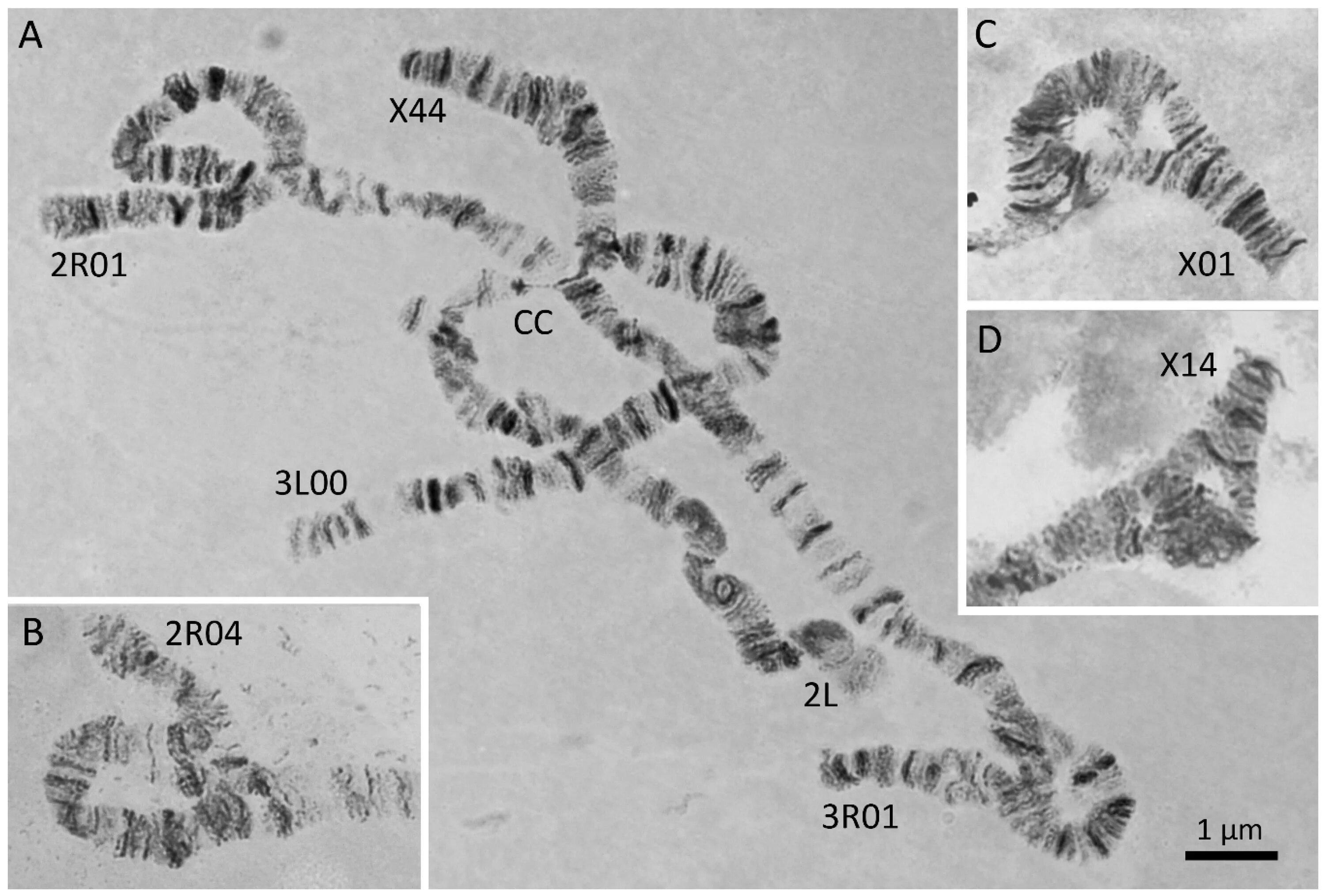 Политенные хромосомы под микроскопом. Политенные хромосомы мотыля. Политенные хромосомы дрозофилы. Политенные хромосомы строение. 11 б ген