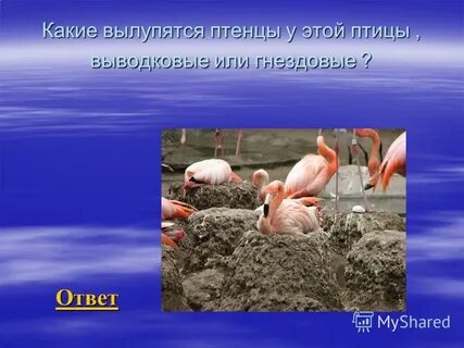 Птенцы выводковые и гнездовые