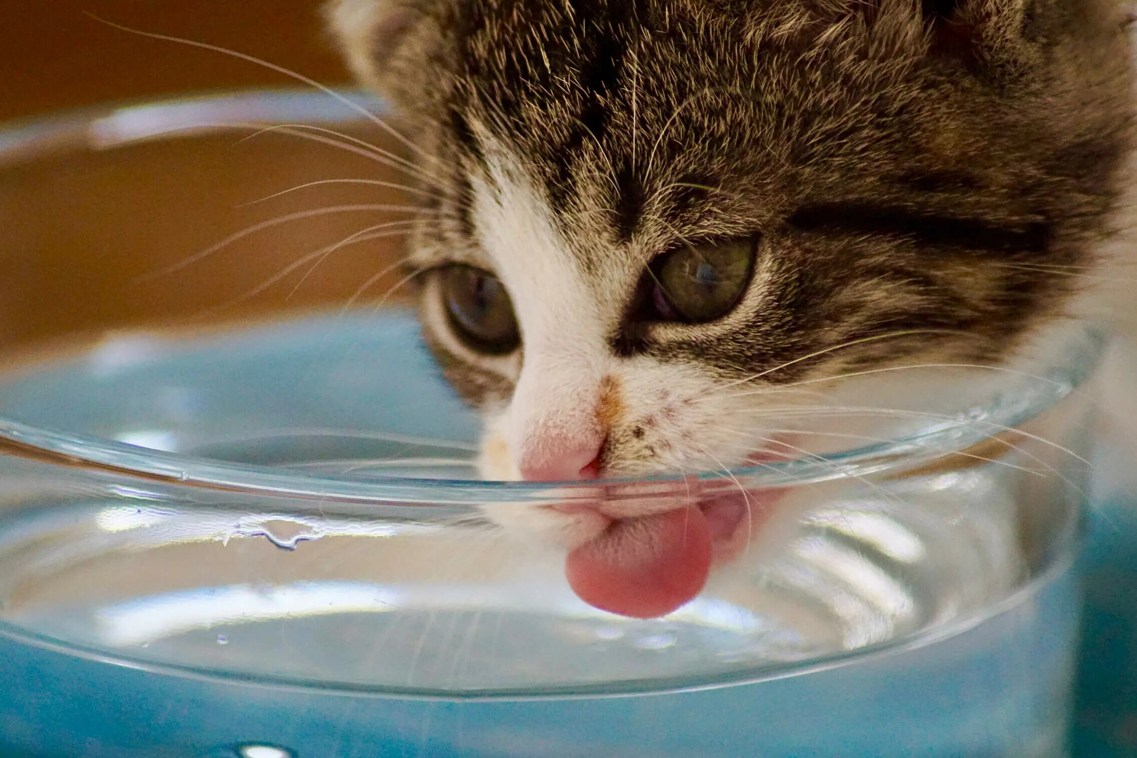 Почему котенок не пьет. Котик пьет воду. Котенок лакает. Котенок лакает молоко. Кошка лакает воду.
