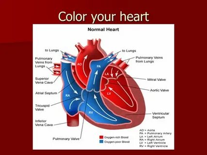 Heart and blood