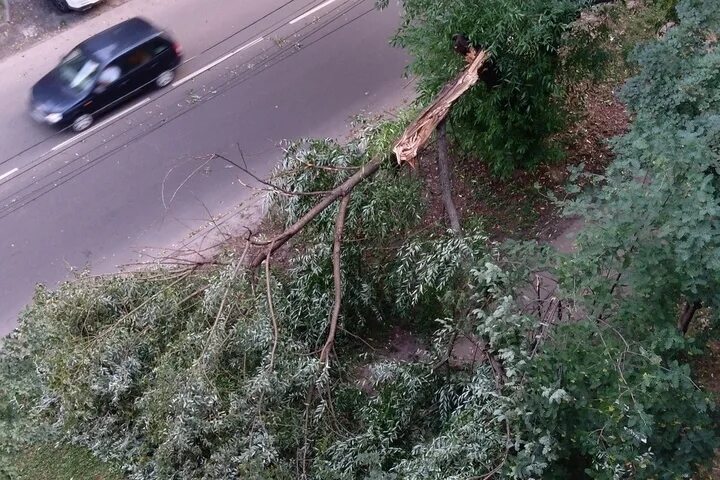 Упало дерево на Ауди. Дерево упало на провода. Курск упало дерево. Деревья Курск. Ночью на мокрые деревья упал снег сравнение