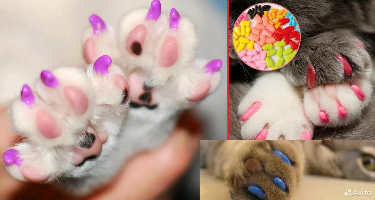 Антицарапки для котят 2 месяца. Колпачки на когти для кошек. Кошка на ногтях. Маникюр кошке антицарапки.