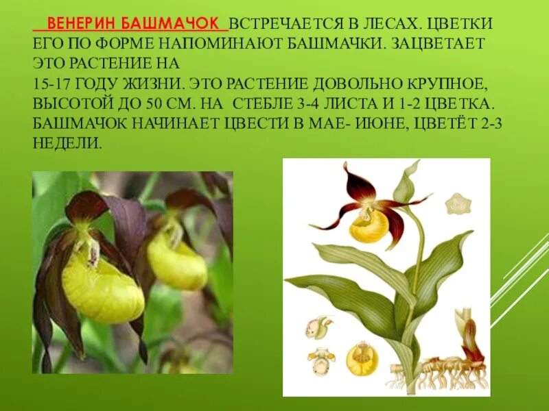 В какой природной зоне растет венерин башмачок. Растения красной книги венерин башмачок. венерин башмачок описание растения. растения красной книги венерин башмачок описание. венерин башмачок настоящий краткое.