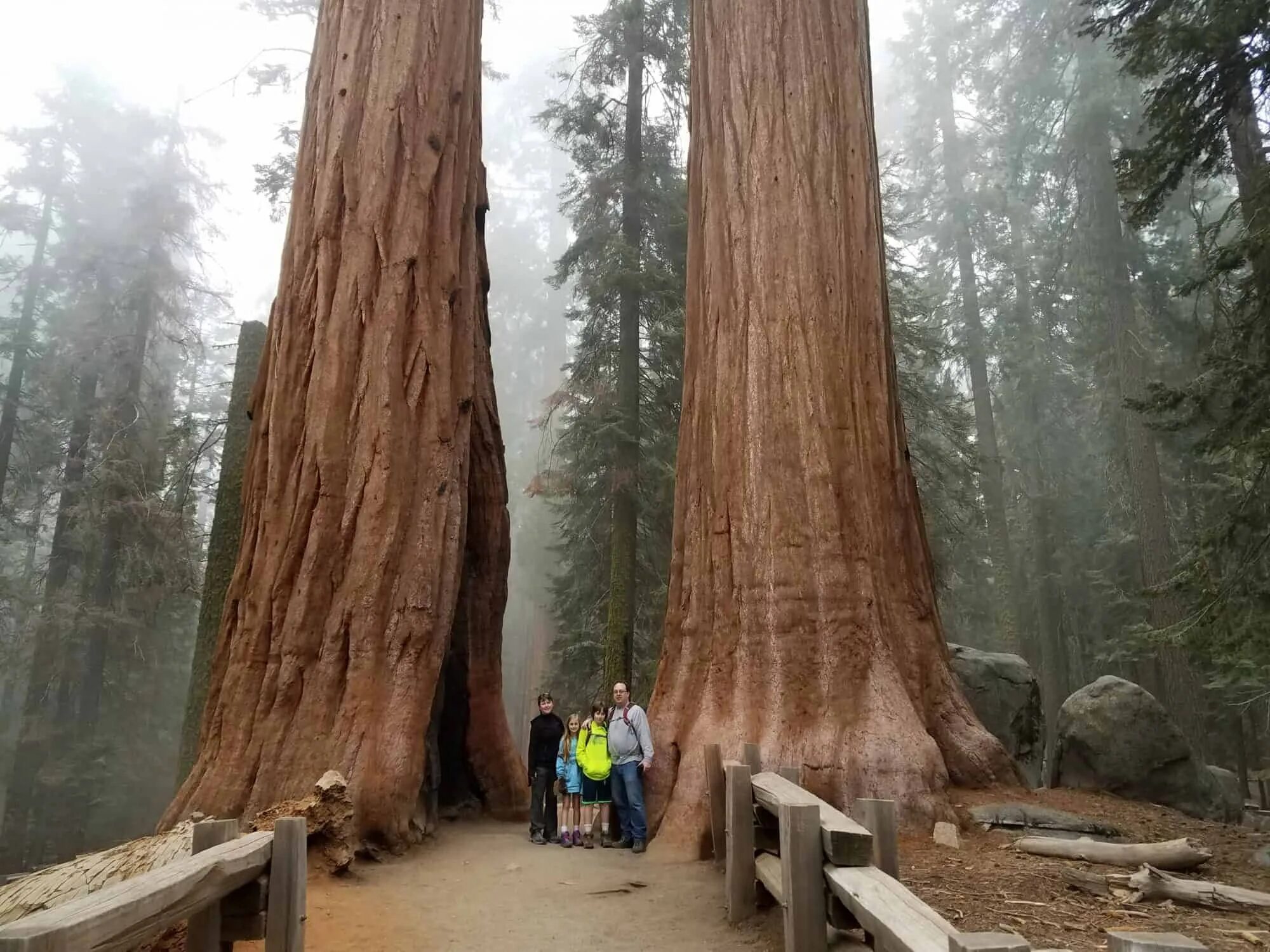 Огромные стволы деревьев. Парк Секвойя Калифорния. Секвойя парк США. Национальный парк Секвойя в Калифорнии. Национальный парк «Секвойя», штат Калифорния, США.