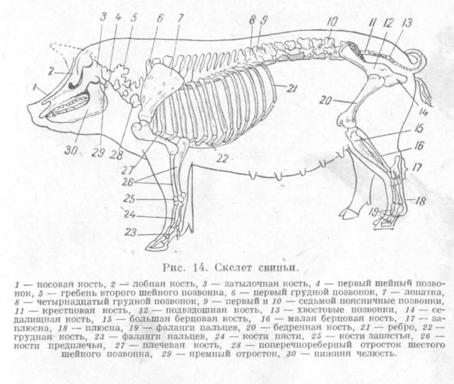 Осевой скелет животных. Скелет свиньи строение. осевой скелет свиньи. скелетное строение свиньи. строение скелета поросенка.