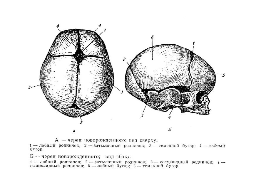 Роднички черепа новорожденного. Роднички у новорожденных анатомия. Роднички черепа схема. Череп новорожденного вид сверху.