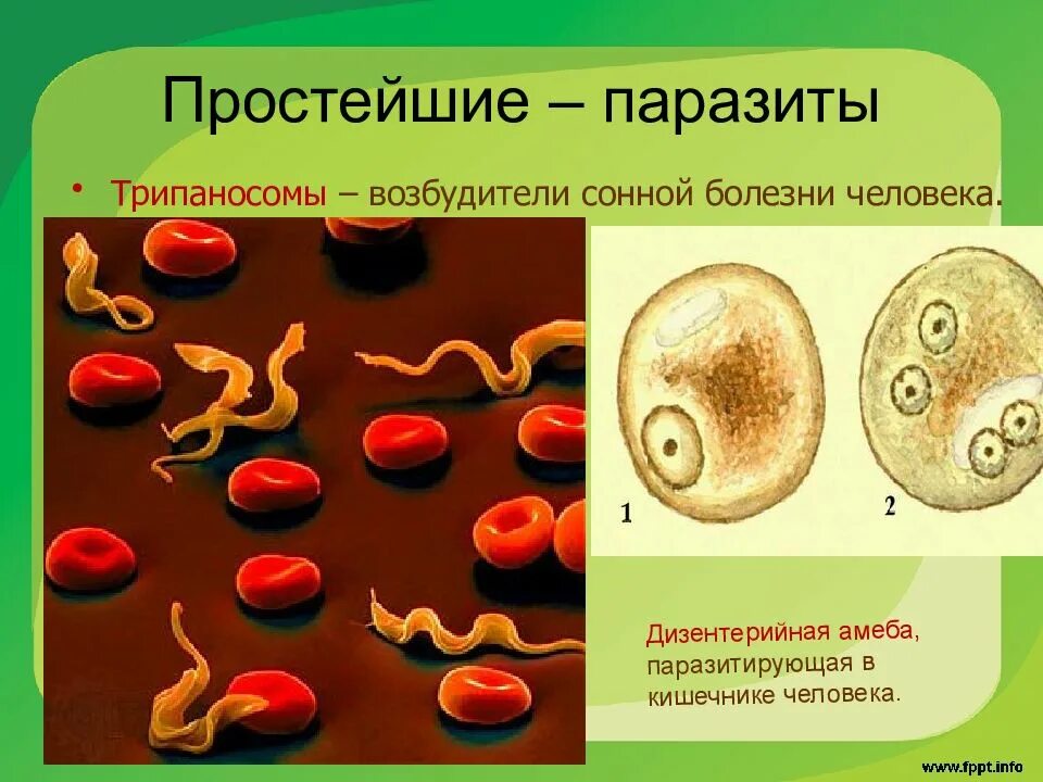 Эритроцит амеба