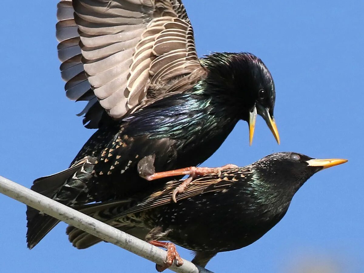 Самка скворца. Обыкновенный скворец самка. Скворец самка и самец. Graurul Starling Sturnus vulgaris. Starling - скворец (*у Сталина длинный птичий нос был).