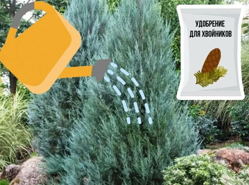 Подкормка можжевельника весной. Можжевельник казацкий голд. Можжевельник казацкий сорта. Можжевельник удобрить. Можжевельник удобрение осенью.