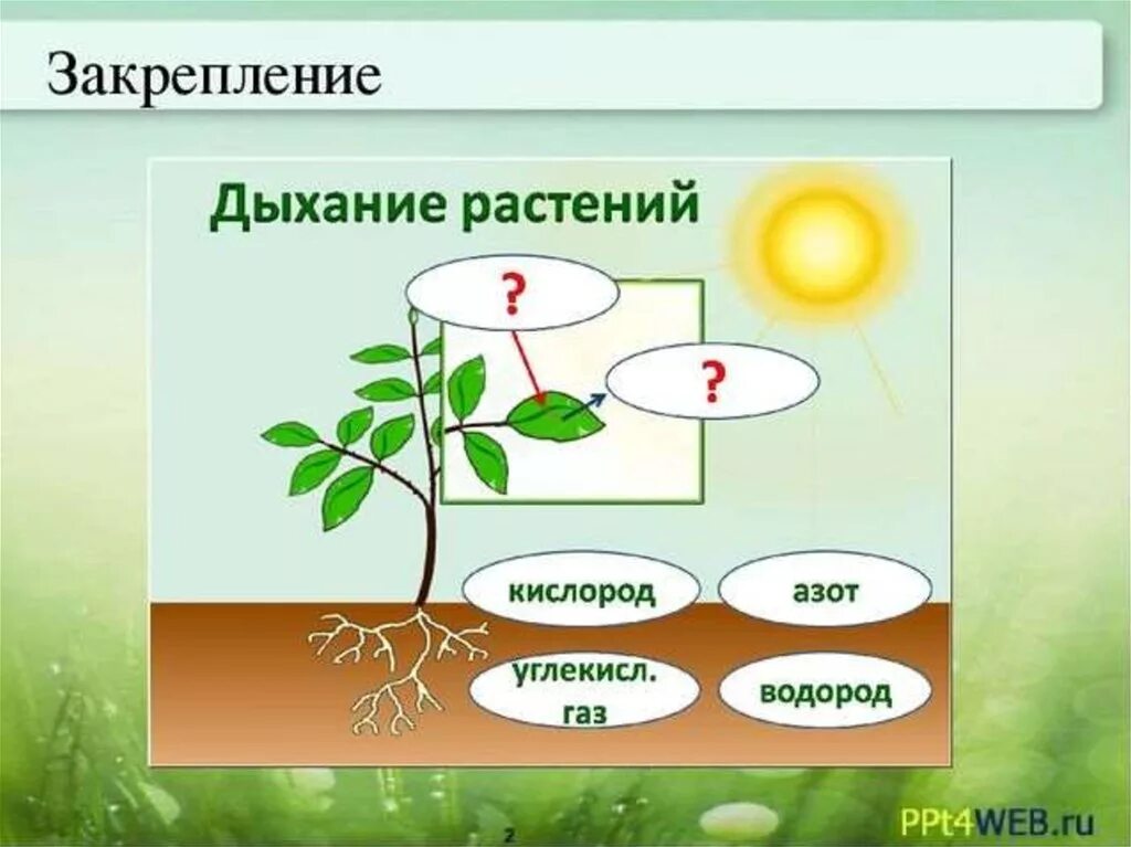 Дышат ли плоды. Дыхание растений. Процесс дыхания растений. Дыхание растений растений. Дыхание растений 6 класс.