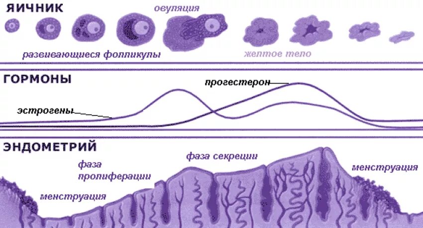 Менструальный цикл -фазы секреции пролиферации. Фазы менструального цикла и толщина эндометрия. Секреторная фаза менструального цикла. Фазы менструационного цикла в эндометрии. Эндометрий обратного развития