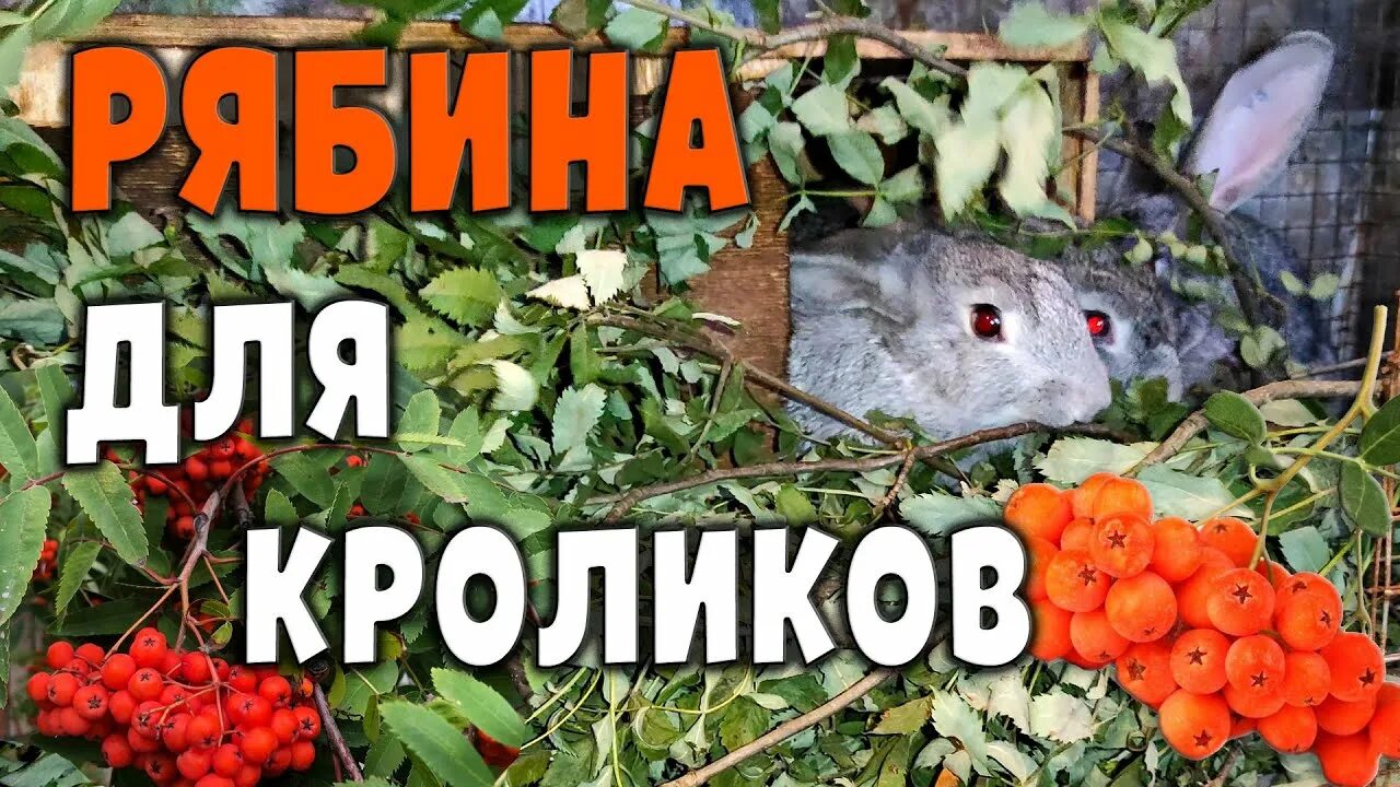 Какие ветки дерева давать кролику. Какие ветки дерева давать кролику