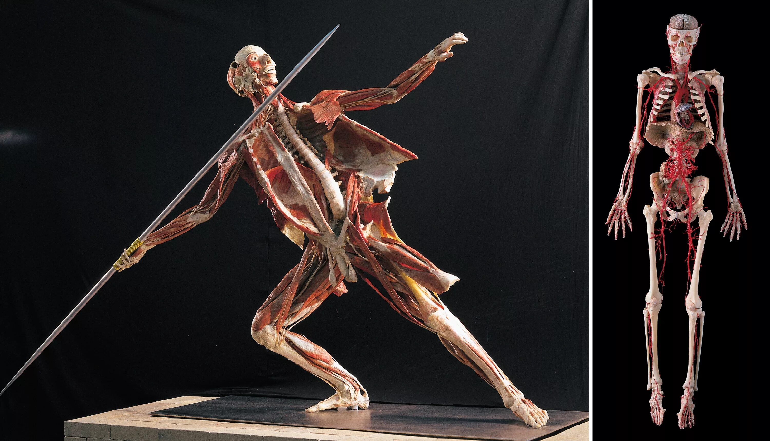 Гюнтера фон Хагенса body Worlds. Анатомия Гюнтер фон Хагенс. Гюнтер фон Хагенс музей. Гюнтер фон Хагенс мир тела.