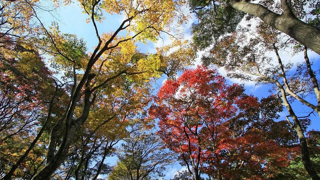 Дерево не дало листьев. Фото клён и небо. Фотопечать Лисья листов с деревьев. Осень деревья небо обложки для ВК. Дерево с листвой в виде шара.