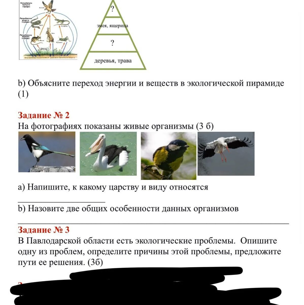 Решение задач по правилам экологических пирамид. Экологическая пирамида задание. задачи на экологические пирамиды. задача по экологии на экологическую пирамиду. задачи по экологической пирамиде.