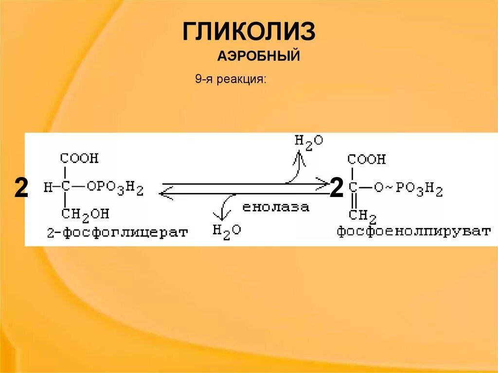 Гликолиз последовательность реакций. Аэробный гликолиз реакции. схема реакций аэробного и анаэробного гликолиза. общая реакция аэробного гликолиза. аэробный гликолиз 10 реакций.