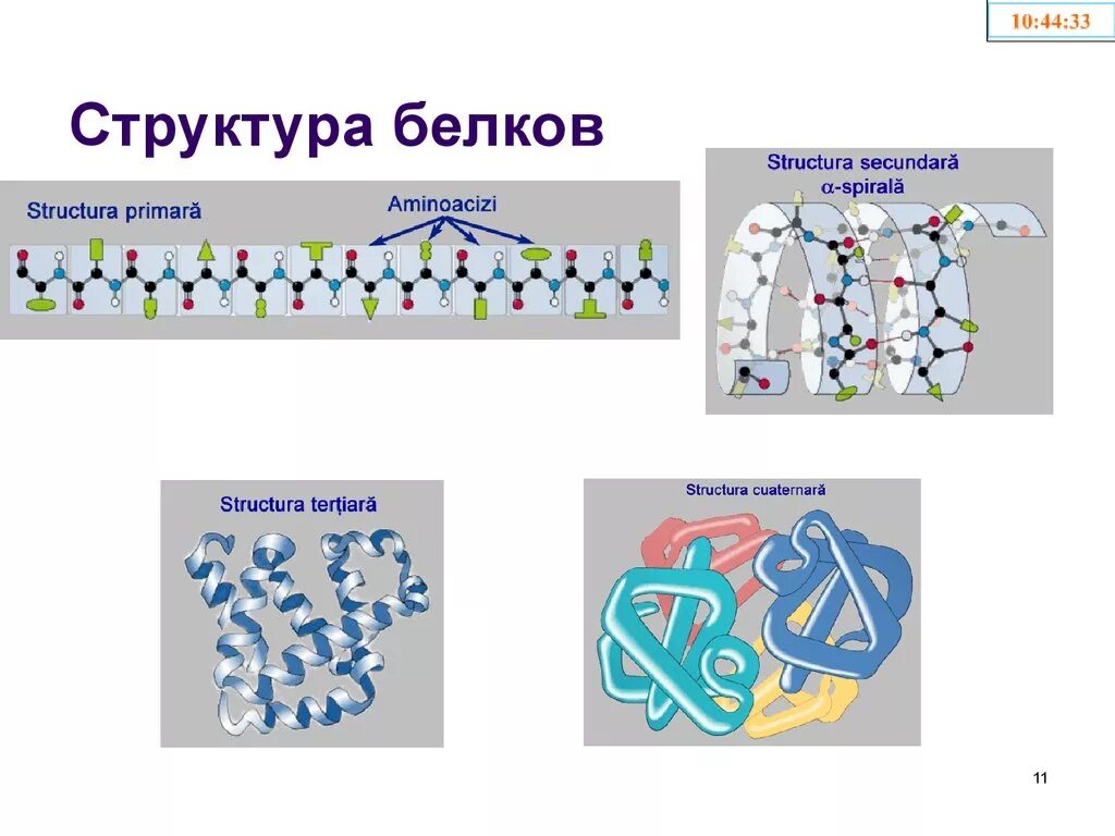 Схемы белков. Первичная структура белка рисунок. Первичная структура белка это в биологии. Строение и структура белка. Структура белка биология.
