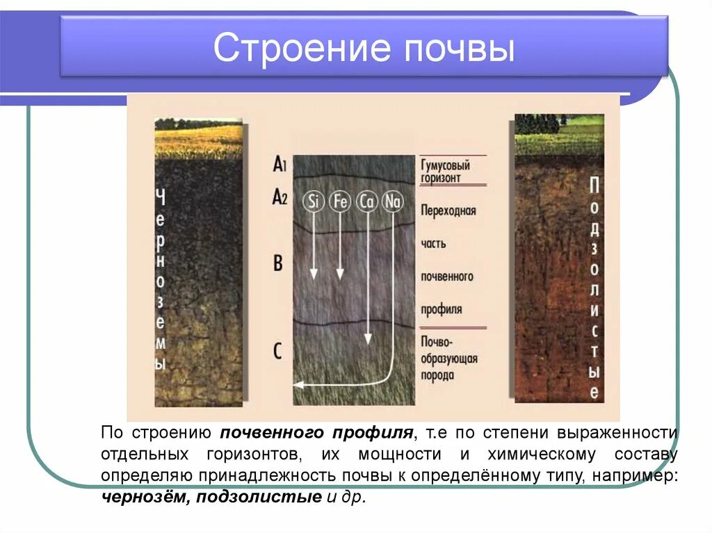 Почва 6 класс география презентация полярная звезда. Строение почвы почвенные горизонты. Почвы России 8 класс география презентация. Структура почвы 8 класс география. Структура почвы почвенные горизонты.