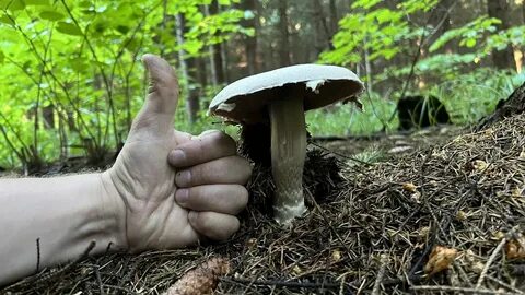 Грибоискатель