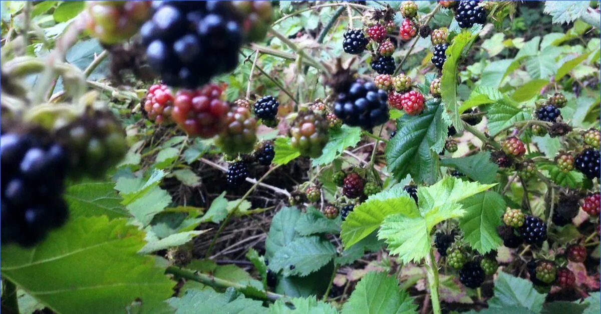 Какую почву любит ежевика. Ежевика Садовая куст. Огородная ежевика. Ежевика Уральская. Абхазская ежевика.