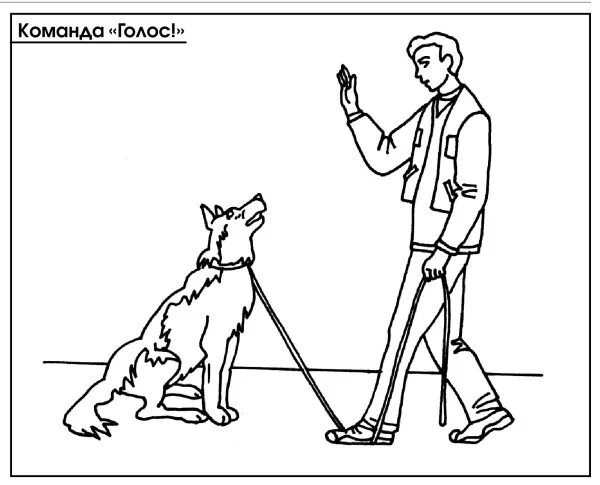 Голосовые команды для собак. Как научить собаку команде голос. Команды для собак. Учим команды с щенком. Команды сидеть лежать