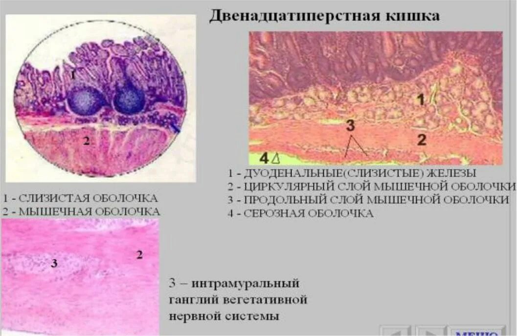 Серозная и слизистая оболочка. 12 Перстная гистология препарат. Эпителий кишки гистология. Препарат двенадцатиперстной кишки гистология. Гистологический препарат тонкой кишки.