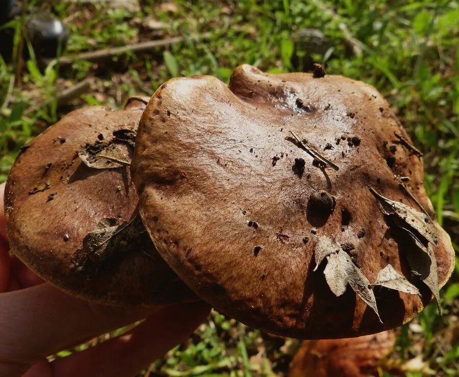Грибы России (mushrooms of Russia) (Pilze Russland) - Рядовка двуцветная