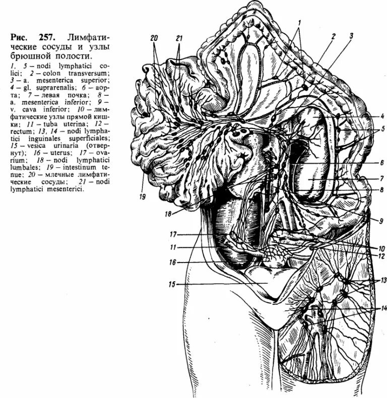Глубокий лимфатический сосуд. Лимфоузлы брюшной полости анатомия. Подвздошные лимфоузлы анатомия. Лимфоузлы брыжеечные анатомия. Поверхностные лимфоузлы брюшной полости.