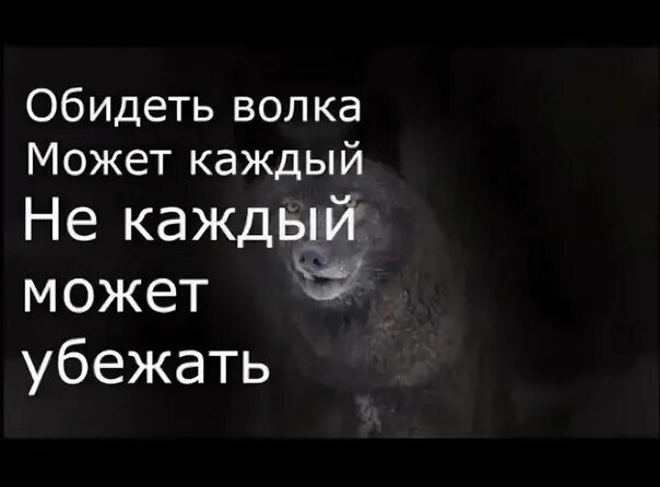 Безумно быть первым волк. Цитаты волка. Обидеть волка может каждый. Цитаты волка ауф. Безумно можно быть первым цитаты волка.