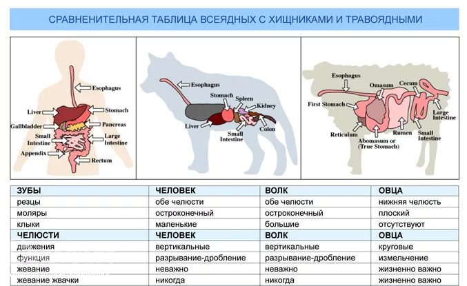 Строение пищеварительной системы хищных. Строение пищеварительной системы травоядных. Строение пищеварительной системы травоядных и плотоядных. Строение кишечника хищника и травоядного.