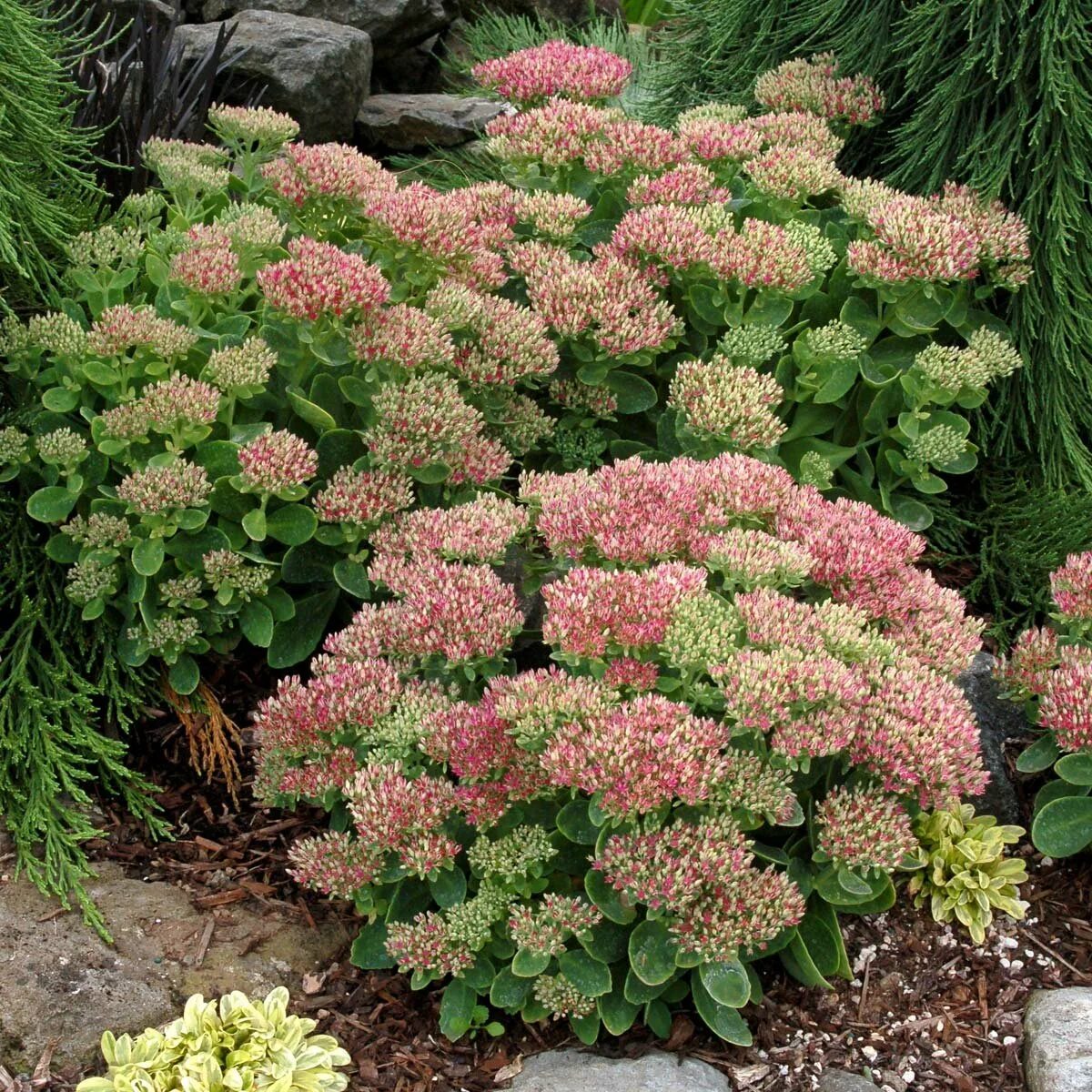 Седум цветок многолетний фото. Очиток Видный (Sedum spectabile `Brilliant`). Очиток Видный (Sedum spectabile).