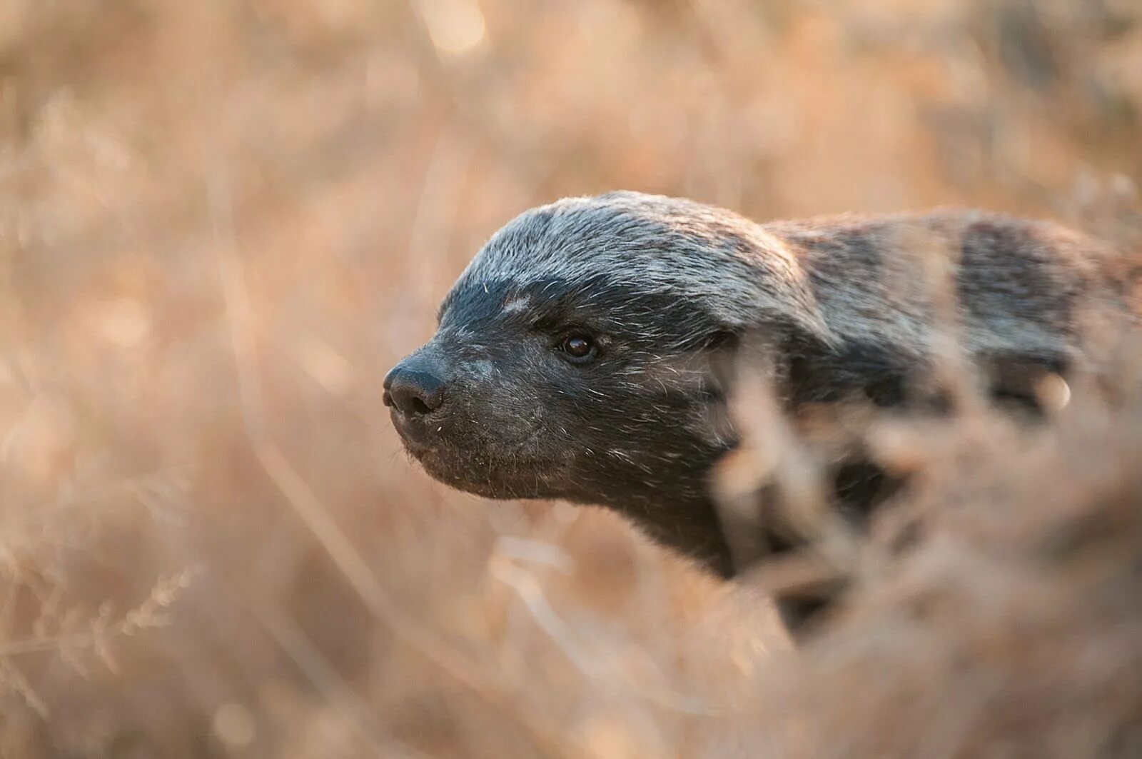 африканский барсук медоед. медоед фото. медоед арт. барсук медоед. хани баджер медоед.