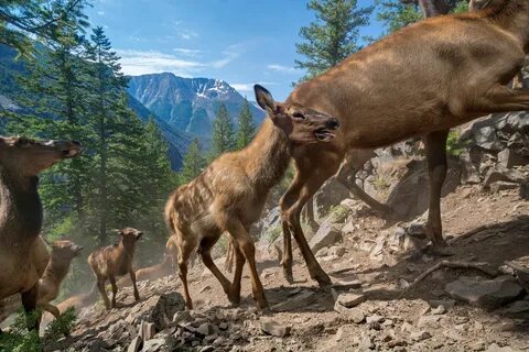 Животные wildlife