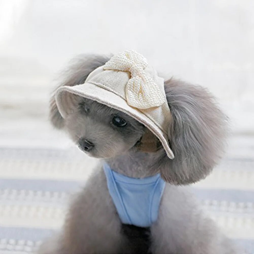 Животные шляпа. Животные в головных уборах. Собака в кепке. Зверька шляпу. 4 Лапы шапки для собак.