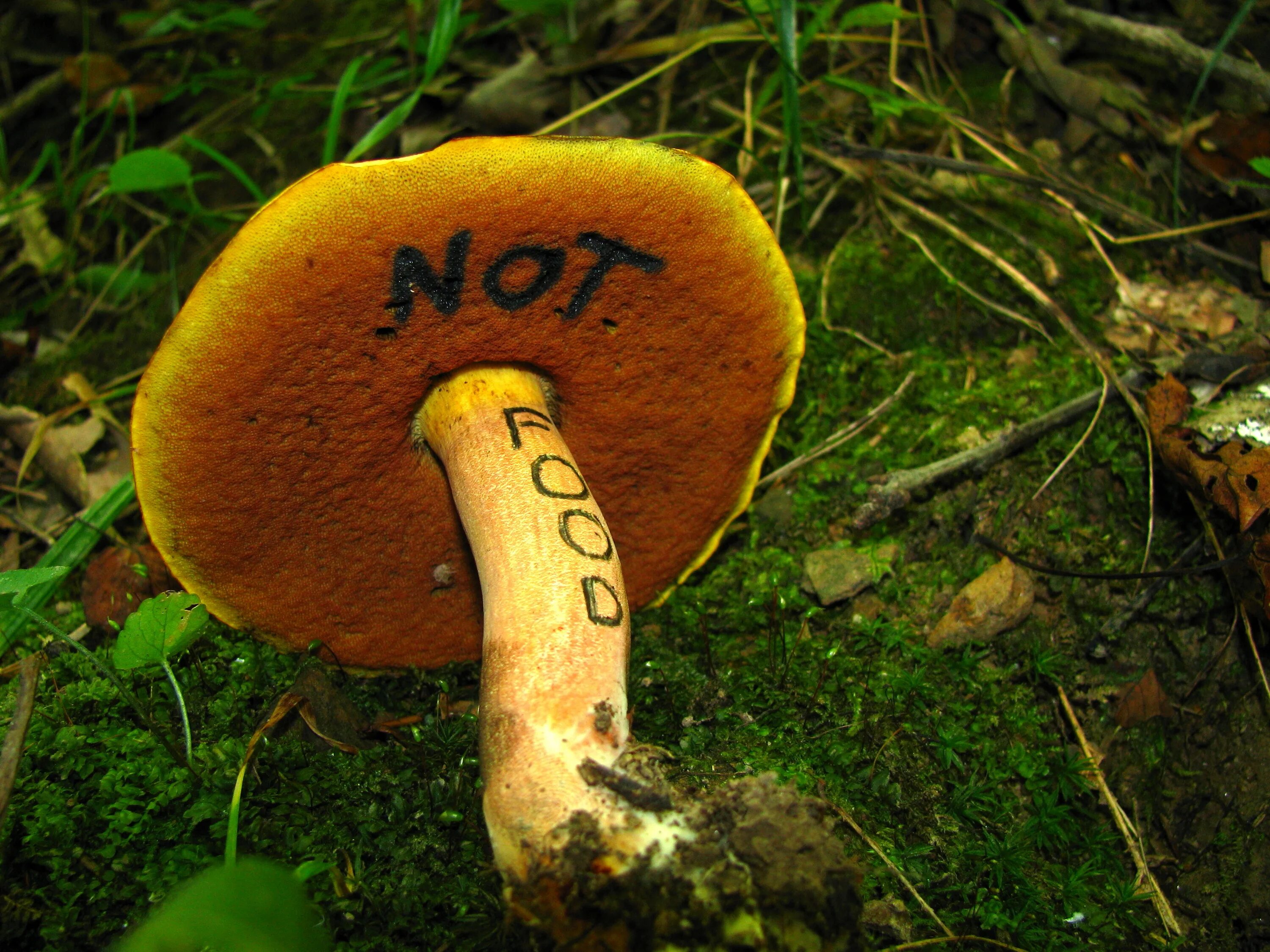 Дубовик крапчатый boletus erythropus. Boletus subvelutipes. Boletus subvelutipes. Боровик болетовые. Boletus subvelutipes.